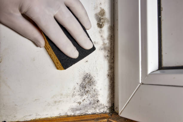 Best Industrial Mold Remediation  in Henderson, TN
