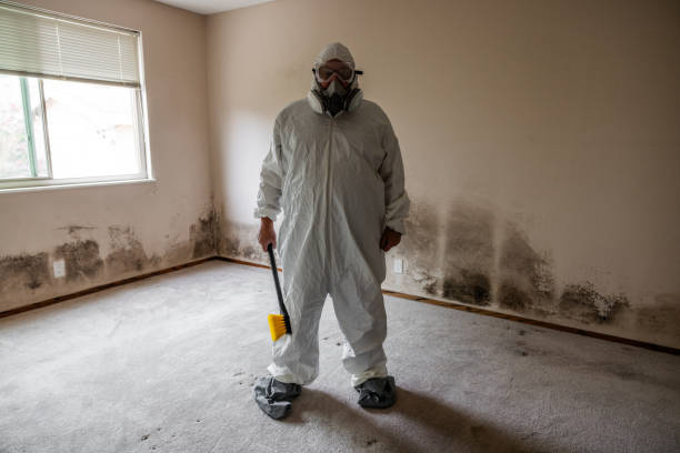 Best Mold Removal for HVAC Installations  in Henderson, TN